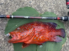 ユカタハタの釣果