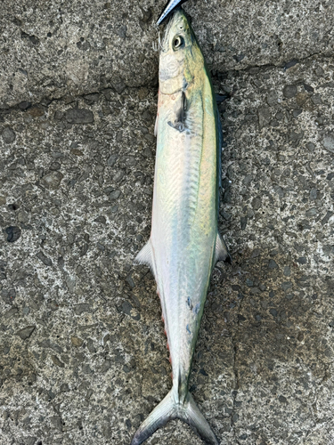 クロマグロの釣果