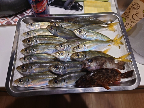 アジの釣果