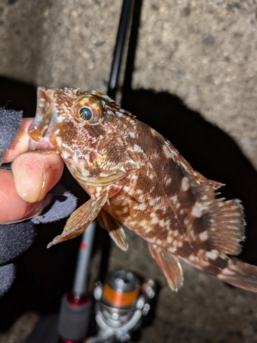 カサゴの釣果