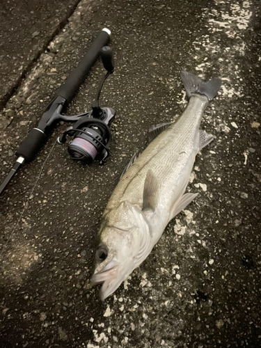 シーバスの釣果