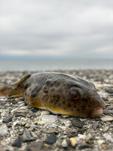 クサフグの釣果