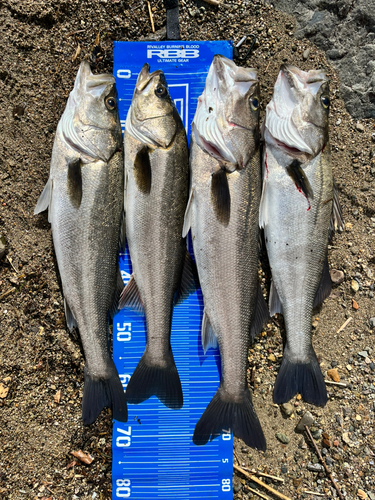 シーバスの釣果