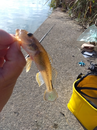 ハゼの釣果