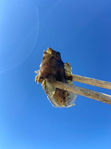 イソギンポの釣果