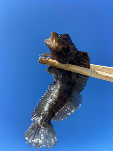 イソギンポの釣果