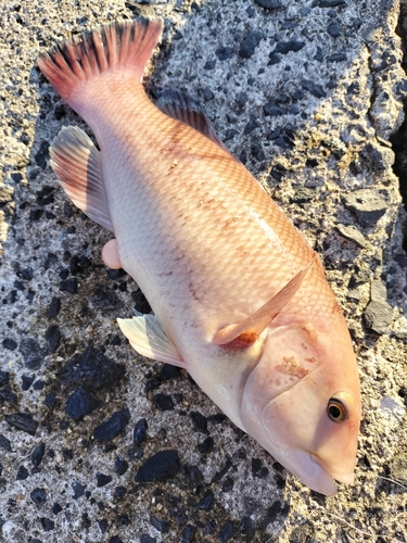 コブダイの釣果