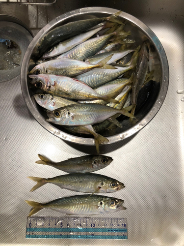 アジの釣果