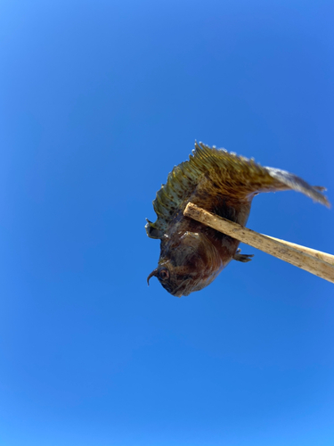 イソギンポの釣果