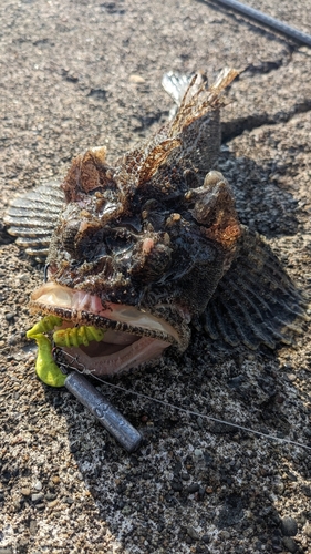 カジカの釣果