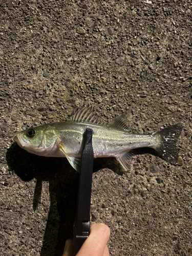 セイゴ（ヒラスズキ）の釣果