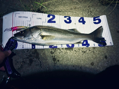 シーバスの釣果