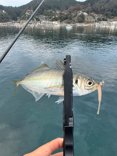 マアジの釣果