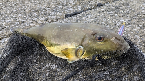 フグの釣果