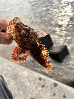 オニカサゴの釣果