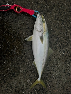 ハマチの釣果