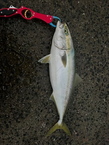 ハマチの釣果