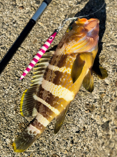 アオハタの釣果