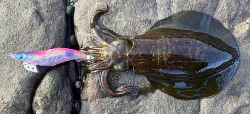 アオリイカの釣果