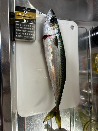 マサバの釣果