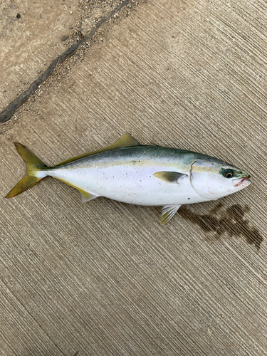 ハマチの釣果