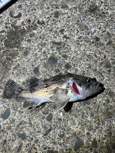 クロソイの釣果