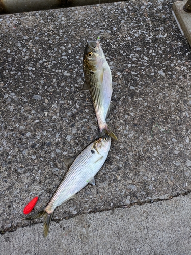 コノシロの釣果