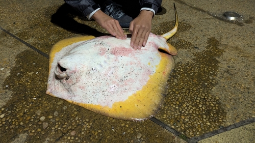 アカエイの釣果