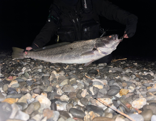 オオニベの釣果