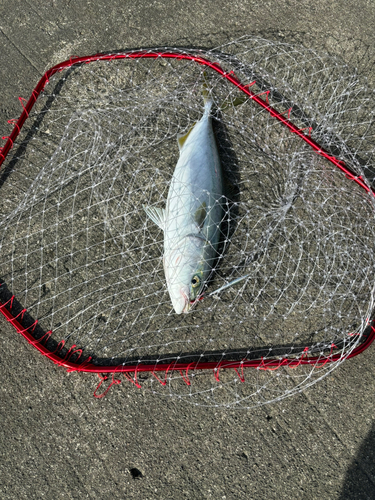 ハマチの釣果