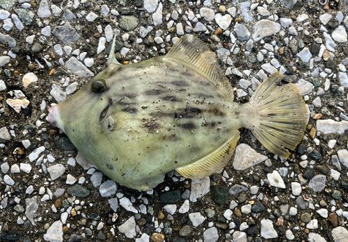 カワハギの釣果