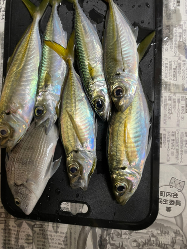 アジの釣果