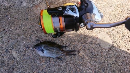 スズメダイの釣果