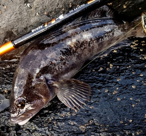 アイナメの釣果