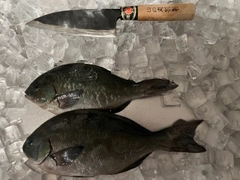 クロの釣果