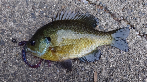 ブルーギルの釣果