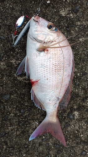 マダイの釣果