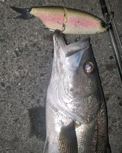 シーバスの釣果