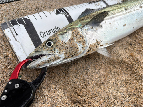 サゴシの釣果