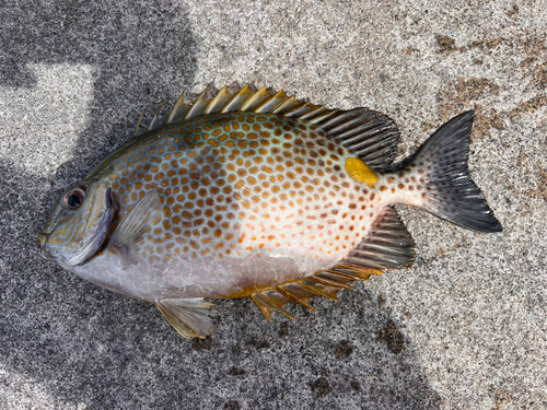 カーエーの釣果