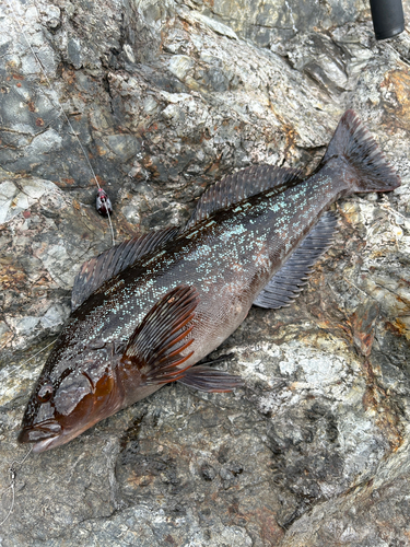 アイナメの釣果