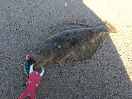 ヒラメの釣果