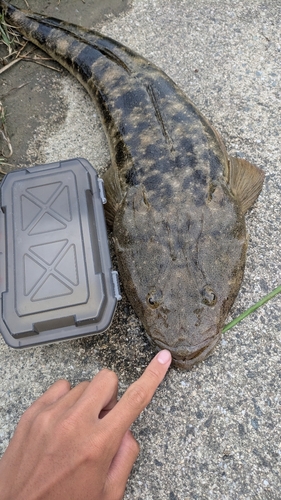 マゴチの釣果