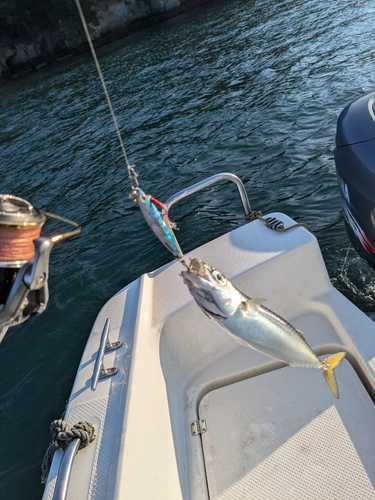 サバの釣果