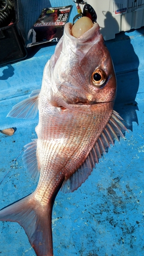 マダイの釣果