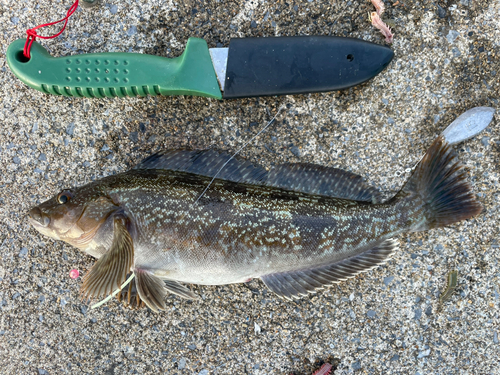 アブラコの釣果