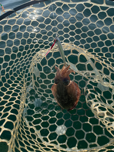 コウイカの釣果