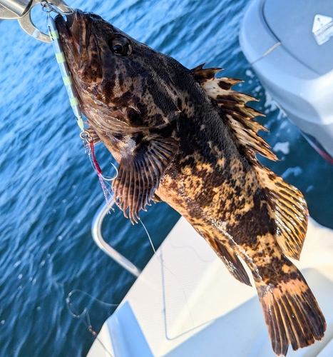 ベッコウゾイの釣果