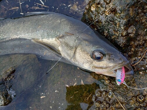 フッコ（マルスズキ）の釣果