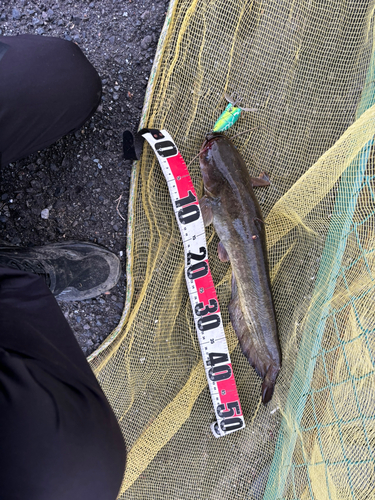 マナマズの釣果